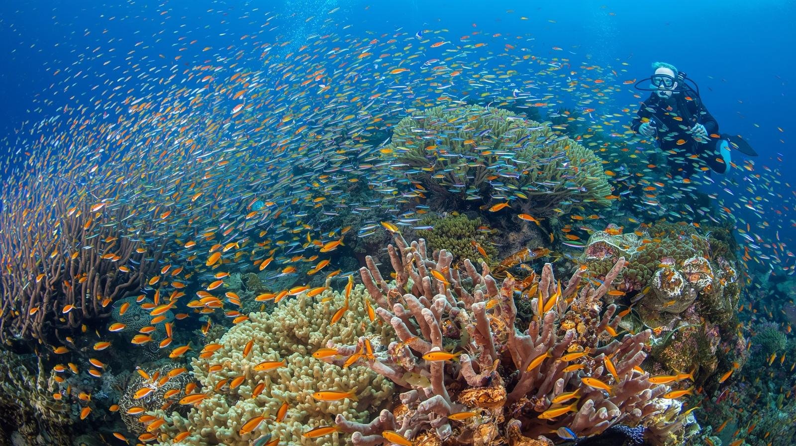 Gili Mimpang & Gili Tepekong