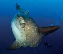 7 Best Dive Sites in Bali